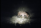 Hyena v noci