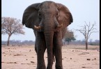Rozzuřený slon