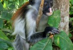 Colobus Monkey