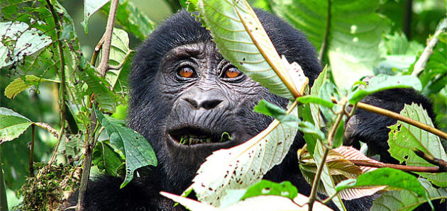 Uganda – barevná perla Afriky