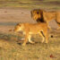 Zambie a Zimbabwe fotogalerie