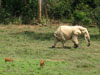 centralafricanrepublic2_small