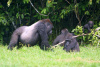 A GORILLA FAMILY IN THE CONGO