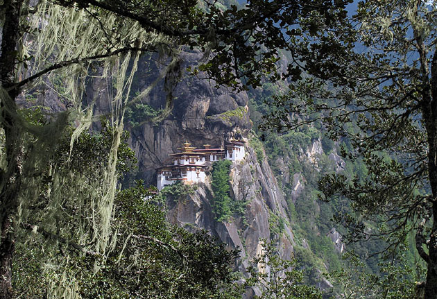 tigers nest