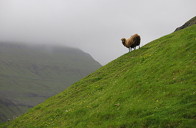 Zvědavá ovce na kopci