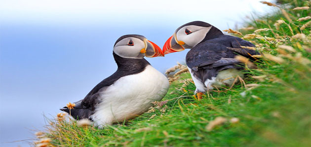 Faerské ostrovy – chladná krajina s velkým srdcem