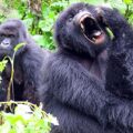 Rwanda, Sao Tome a Principe fotogalerie