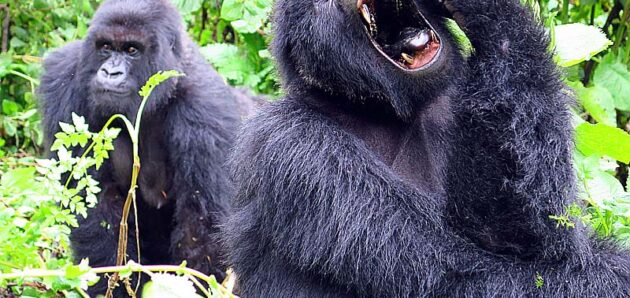 Rwanda, Sao Tome a Principe fotogalerie
